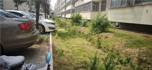 園林綠化工程竣工驗收報告流程與機構指南