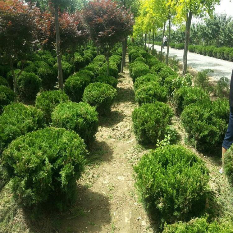 萬青園林 專業龍柏苗木基地，為綠化工程注入常青活力